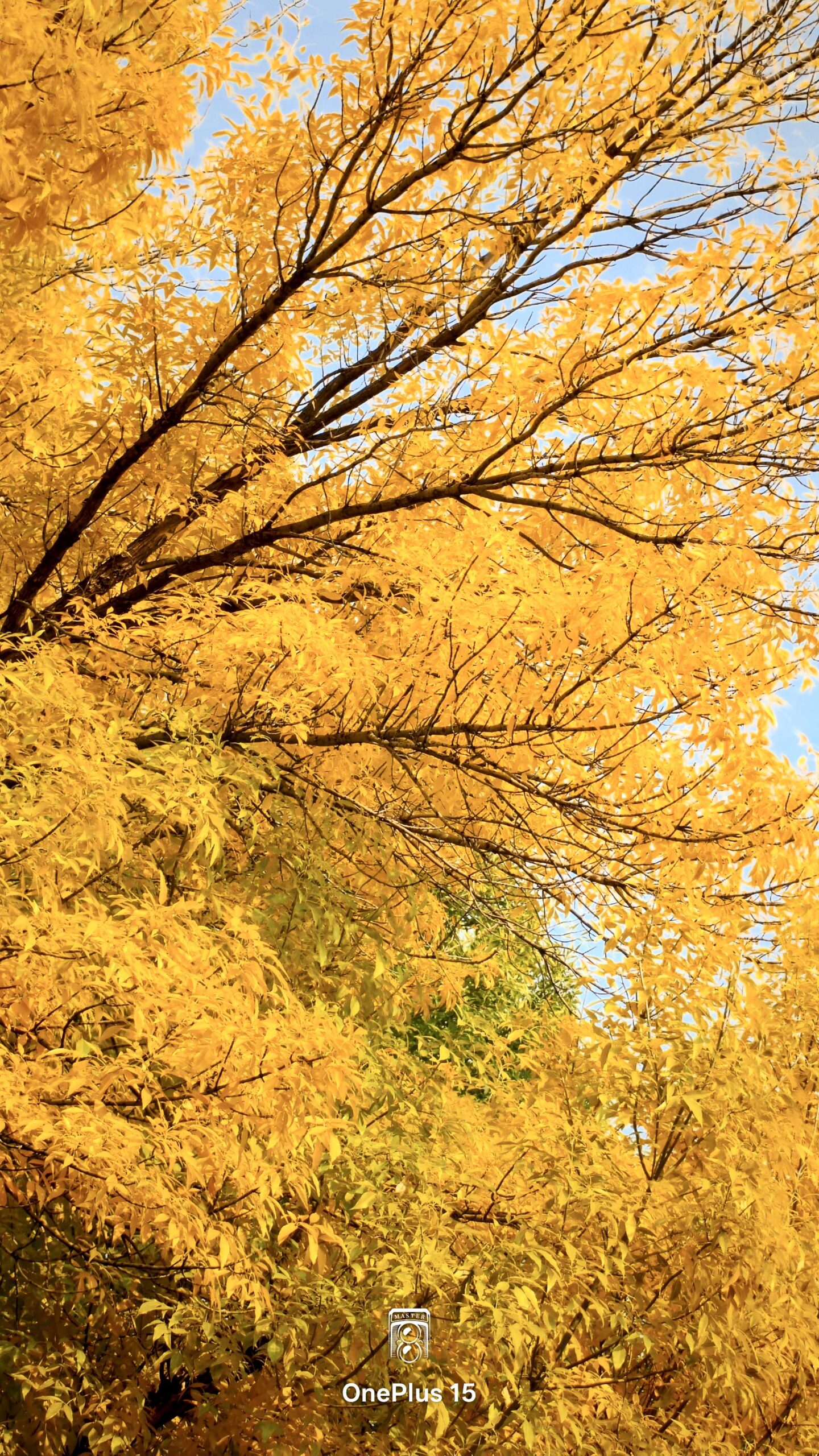 一加15体验:影摄北纬39度线的城市之秋-锋巢网