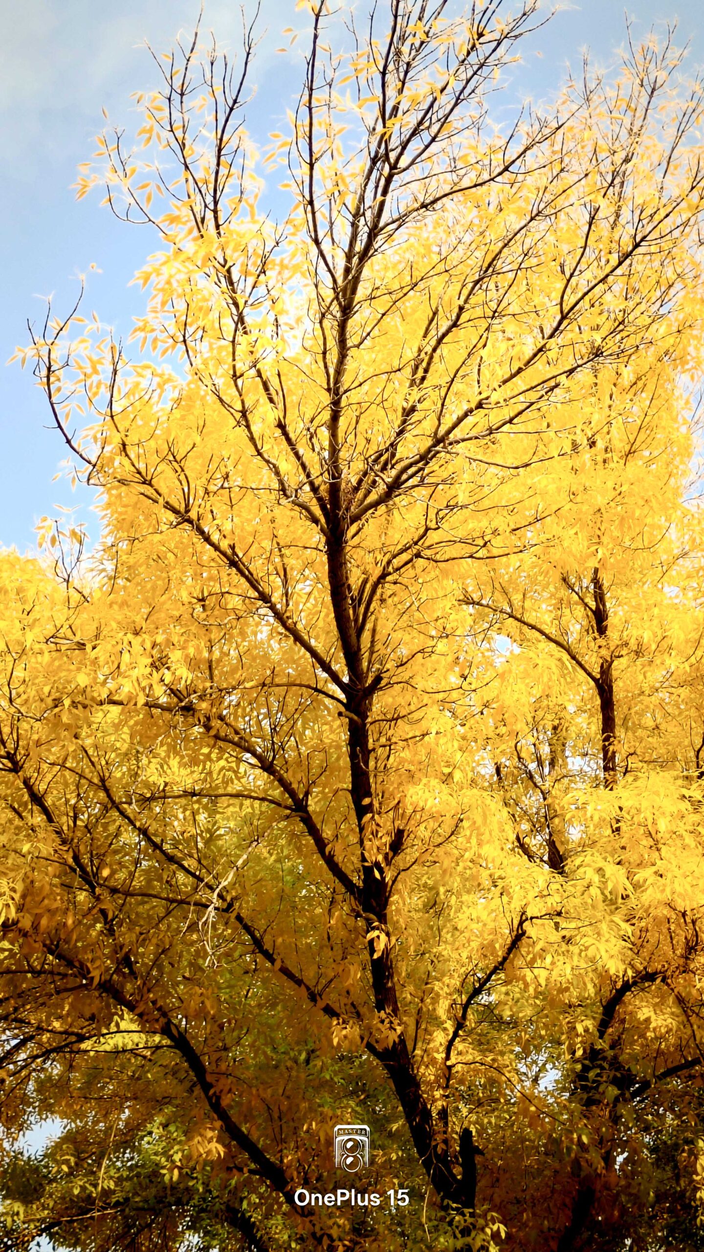 一加15体验:影摄北纬39度线的城市之秋-锋巢网